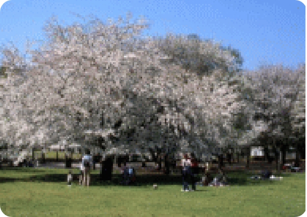 桜の広場