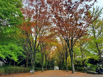 20241118kouyou-3
