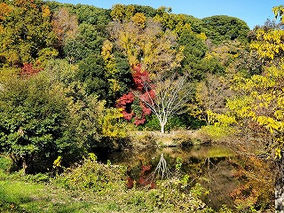 20241130kouyou-4