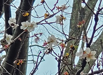 フユザクラ