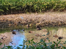 青葉ヶ池鳥