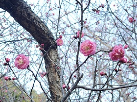 20250125yaekankou