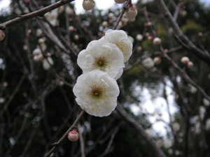 玉牡丹（タマボタン）