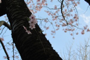 20230316pinkcloud