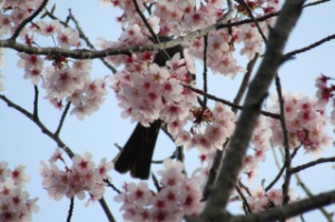 20230316pinkcloud2JPG
