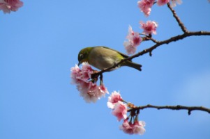 20230316ookanzakura
