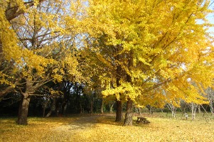 20231127wanpaku