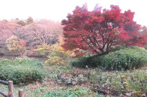 20231127aobagaike