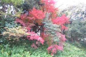20231127aobagaike2