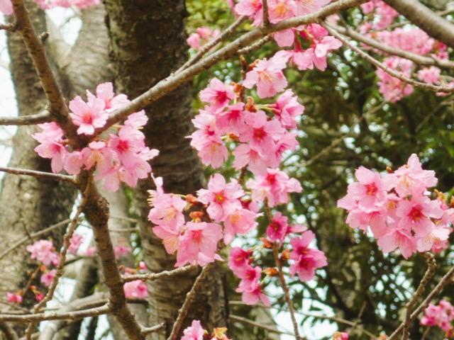 yokohamahizakura_kakudai