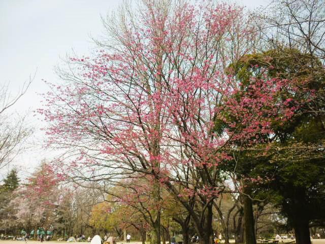 yokohamahizakura_zentai