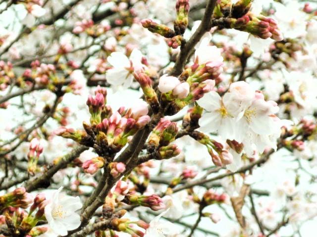 20260327someiyosino_kakudai