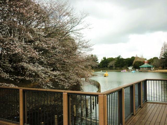 20260327someiyosino_zentai