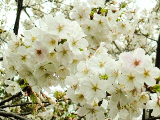 20260327izuyosino_kakidai