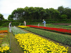 草花生産