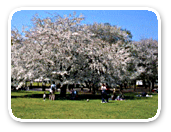 桜の広場