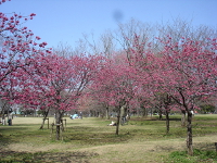 桜の広場風景