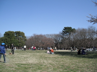 桜の広場風景