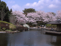 日本庭園の桜