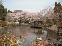 日本庭園の春