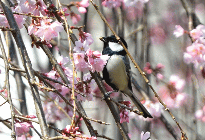 シジュウカラ