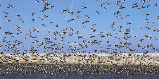 処分場の水面に舞う冬の渡り鳥